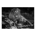 African Lion posters