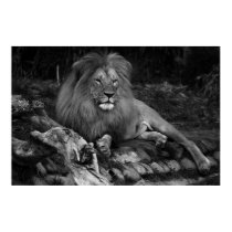 African Lion posters by imagemosaic African Lion posters