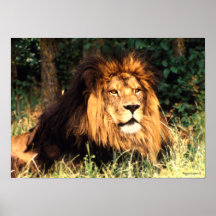African Lion Print