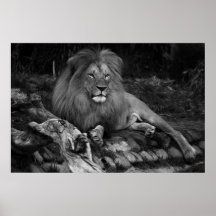 African Lion Print