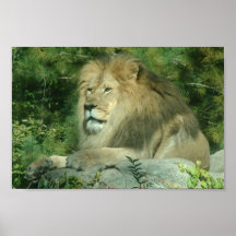 African Lion Print