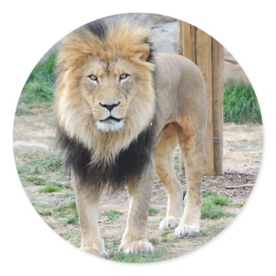 African Lion Round Stickers by jkingiv