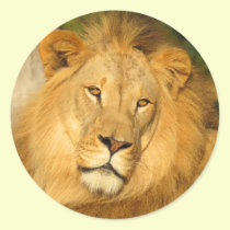 African Lion stickers