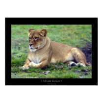 African Lioness posters