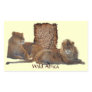 AFRICAN LIONS Big Five Map of Africa Stickers