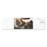 African Lions Bumper Sticker