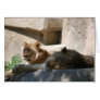 African Lions Cards