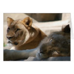 African Lions Card