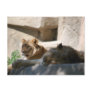 African Lions Post Card