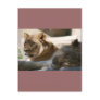 African Lions Post Cards