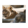 African Lions Postcard