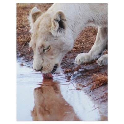 African Lions reflection Custom Flyer by laureenr