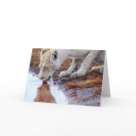 African Lions reflection Greeting Cards