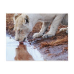 African Lions reflection Postcard