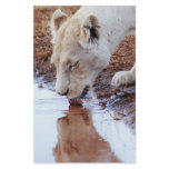 African Lions reflection Stationery
