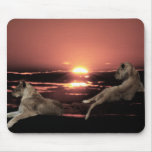 African lions resting mouse pads