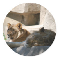 African Lions Round Sticker