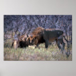 African Lions - Two Big Males Greeting Posters
