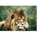 African male lion Photo Sculpture photo sculptures by gbcimages3 African male lion Photo Sculpture photo sculptures