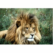 African male lion Photo Sculpture photo sculptures