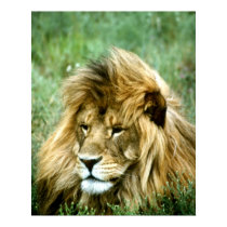 African male lion Poster posters by gbcimages3 African male lion Poster posters