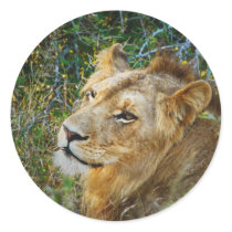 African male lion safari stickers