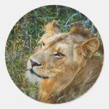 African male lion safari stickers