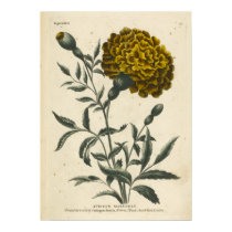 African Marygold posters