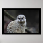African Meerkat Print