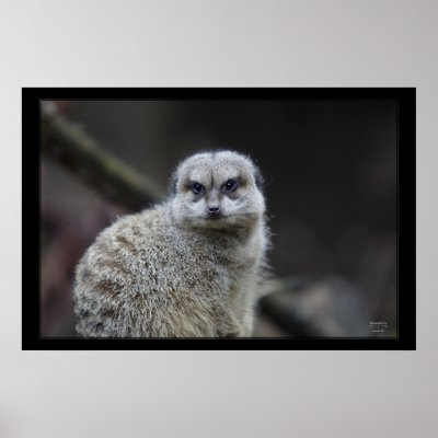 African Meerkat Print by kmwatts