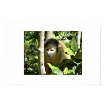 African monkey posters by brendo32 African monkey posters