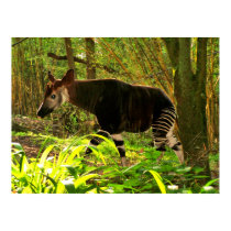 African Okapi posters