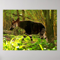 African Okapi Print