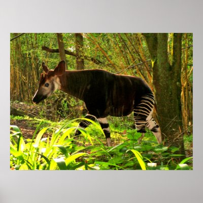 African Okapi Print by dduhaime55