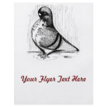 African Owl Pigeon 1978 flyers