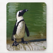 African Penguin mousepads by jarisley329 African Penguin mousepads