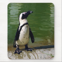 African Penguin Mousepad