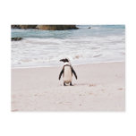 African Penguin Postcard