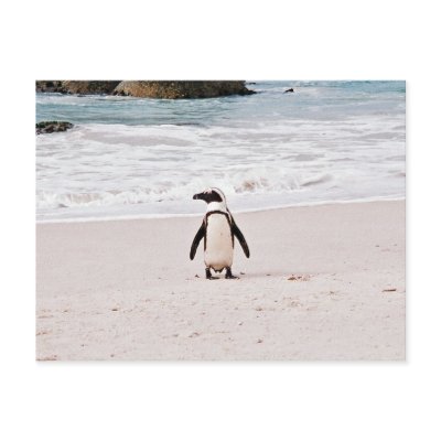 African Penguin Postcard by rukeman