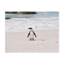 African Penguin Postcard by rukeman African Penguin Postcard