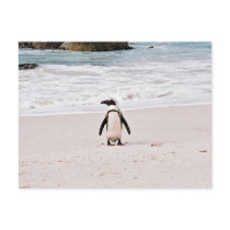 African Penguin Postcard