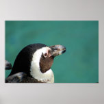 African Penguin posters
