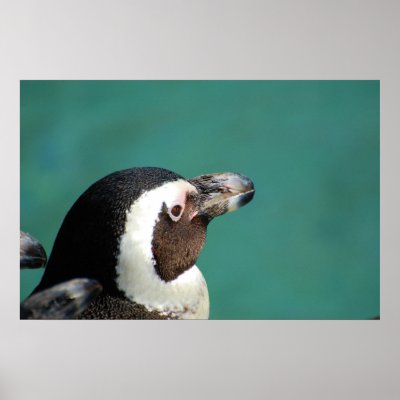 African Penguin Poster by almedic104