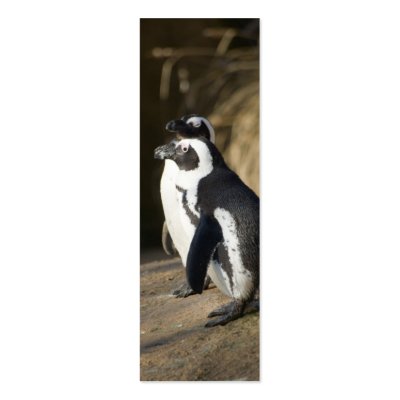 African Penguins Business Card Template by SabineSt