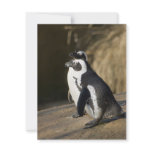 African Penguins Personalized Invites