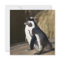 African Penguins Custom Invites