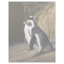African Penguins Letterhead