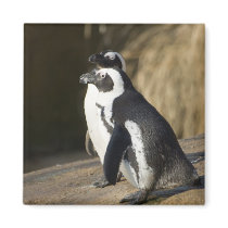 African Penguins • Magnet by SabineSt African Penguins • Magnet