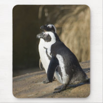 African Penguins • Mousepad