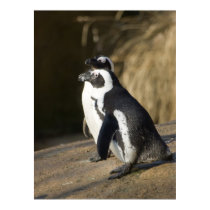 African Penguins • Print by SabineSt African Penguins • Print